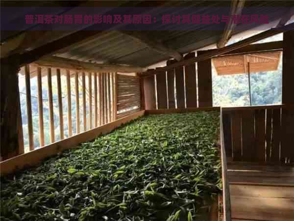 普洱茶对肠胃的影响及其原因：探讨其健益处与潜在风险