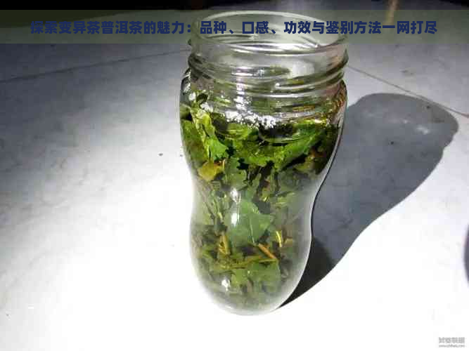 探索变异茶普洱茶的魅力：品种、口感、功效与鉴别方法一网打尽