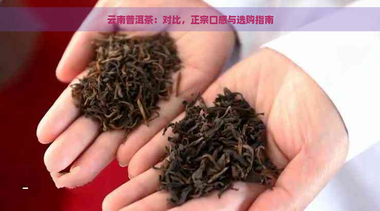 云南普洱茶：对比，正宗口感与选购指南