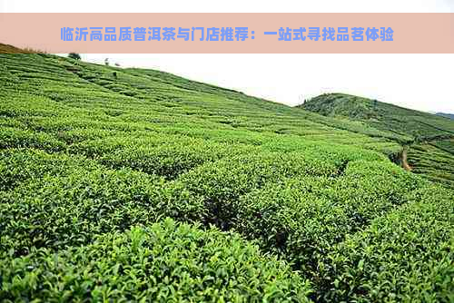 临沂高品质普洱茶与门店推荐：一站式寻找品茗体验