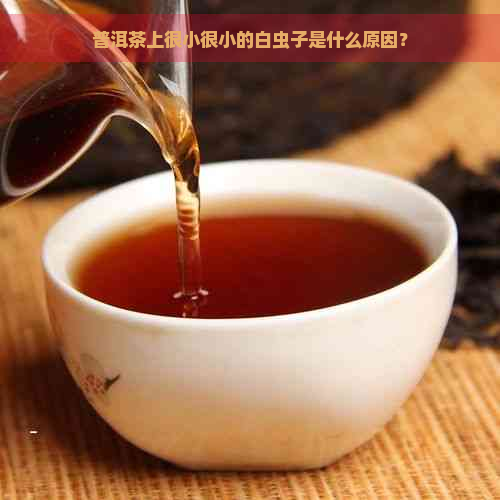 普洱茶上很小很小的白虫子是什么原因？