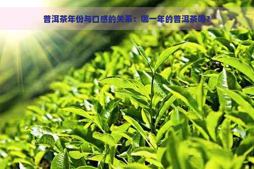 普洱茶年份与口感的关系：哪一年的普洱茶喝？