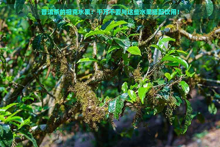 普洱茶的相克水果：千万不要与这些水果搭配饮用！