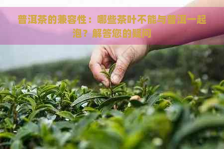 普洱茶的兼容性：哪些茶叶不能与普洱一起泡？解答您的疑问