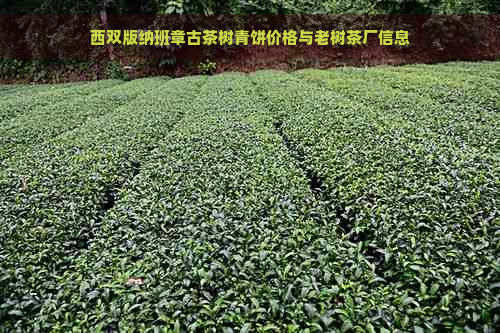 西双版纳班章古茶树青饼价格与老树茶厂信息