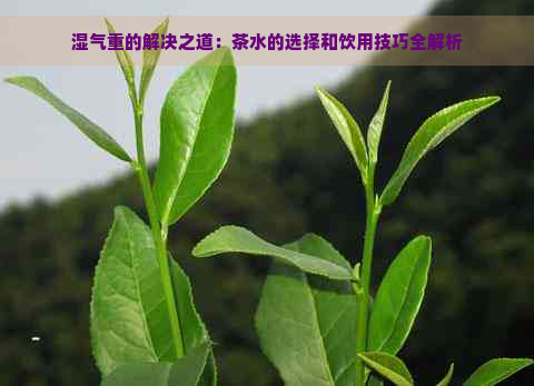 湿气重的解决之道：茶水的选择和饮用技巧全解析