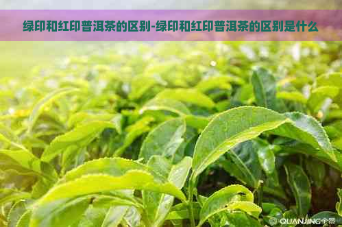 绿印和红印普洱茶的区别-绿印和红印普洱茶的区别是什么