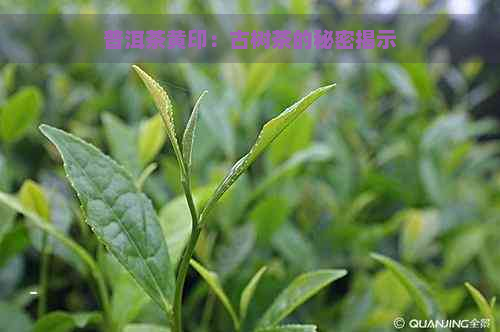 普洱茶黄印：古树茶的秘密揭示