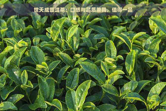 世天成普洱茶：口感与品质兼具，值得一品