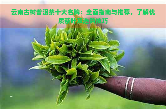 云南古树普洱茶十大名牌：全面指南与推荐，了解优质茶叶及选购技巧