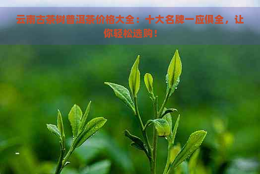 云南古茶树普洱茶价格大全：十大名牌一应俱全，让你轻松选购！