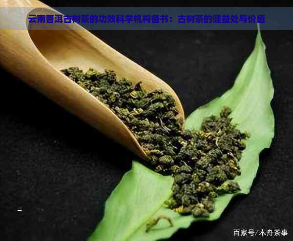 云南普洱古树茶的功效科学机构备书：古树茶的健益处与价值