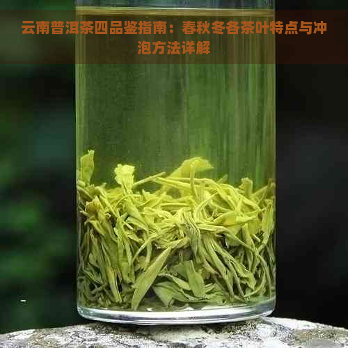 云南普洱茶四品鉴指南：春秋冬各茶叶特点与冲泡方法详解