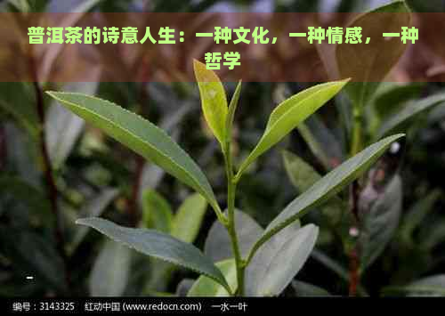 普洱茶的诗意人生：一种文化，一种情感，一种哲学