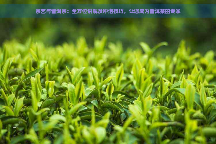 茶艺与普洱茶：全方位讲解及冲泡技巧，让您成为普洱茶的专家