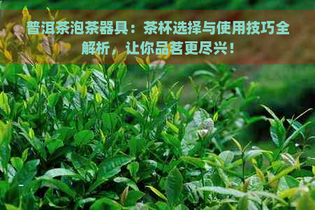 普洱茶泡茶器具：茶杯选择与使用技巧全解析，让你品茗更尽兴！