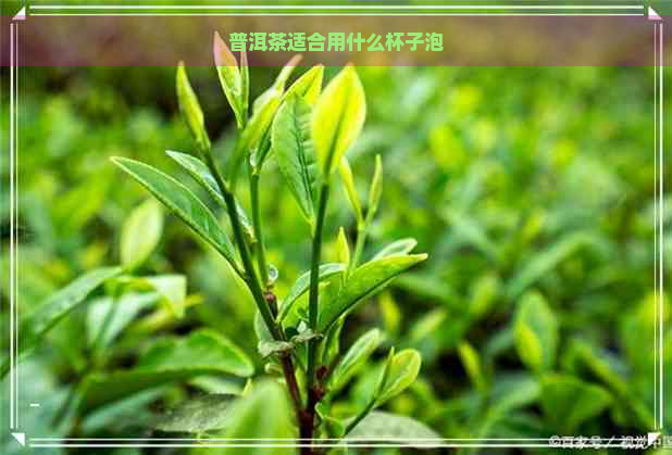 普洱茶适合用什么杯子泡