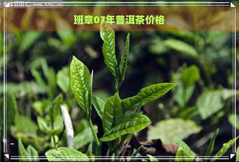 班章07年普洱茶价格