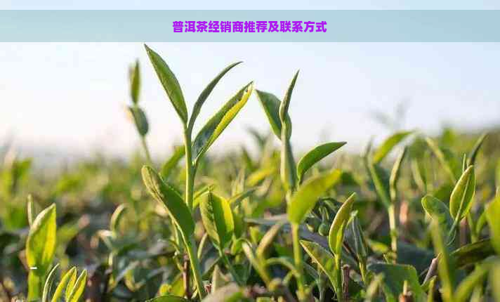 普洱茶经销商推荐及联系方式