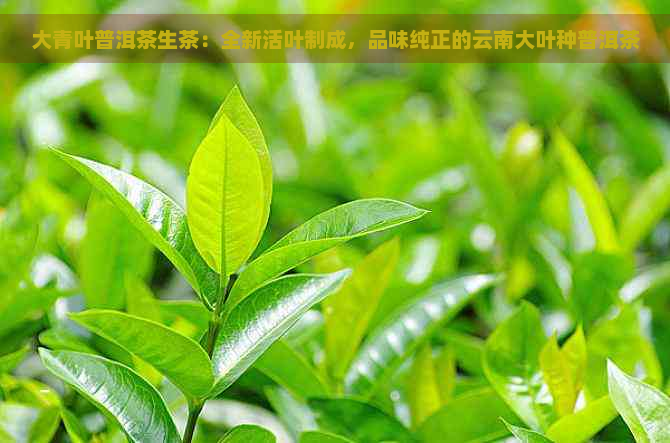 大青叶普洱茶生茶：全新活叶制成，品味纯正的云南大叶种普洱茶