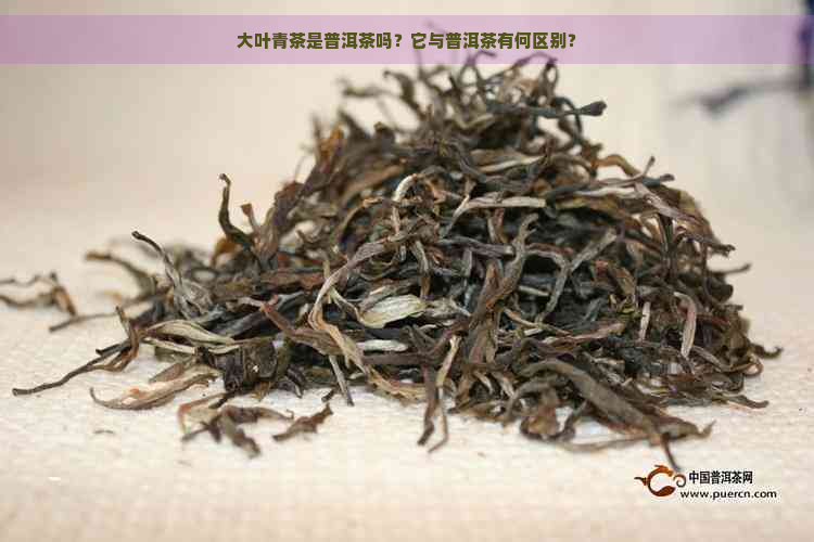 大叶青茶是普洱茶吗？它与普洱茶有何区别？