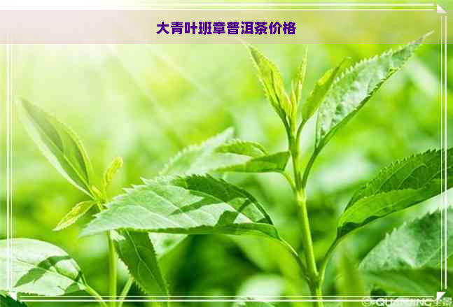 大青叶班章普洱茶价格