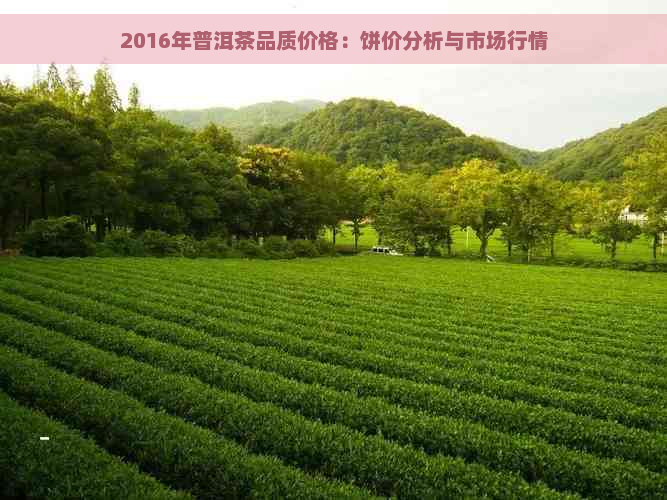 2016年普洱茶品质价格：饼价分析与市场行情