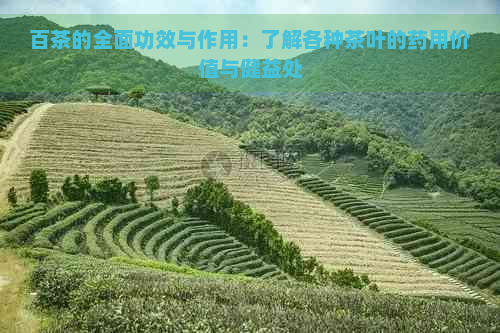 百茶的全面功效与作用：了解各种茶叶的药用价值与健益处