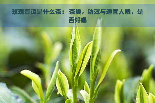 玫瑰普洱是什么茶： 茶类，功效与适宜人群，是否好喝