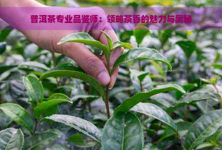 普洱茶专业品鉴师：领略茶香的魅力与奥秘