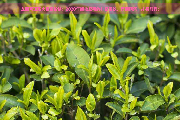 龙润普洱茶大师茶价格：2020年拯救肥宅的神奇茶饮，官网销售，排名前列！