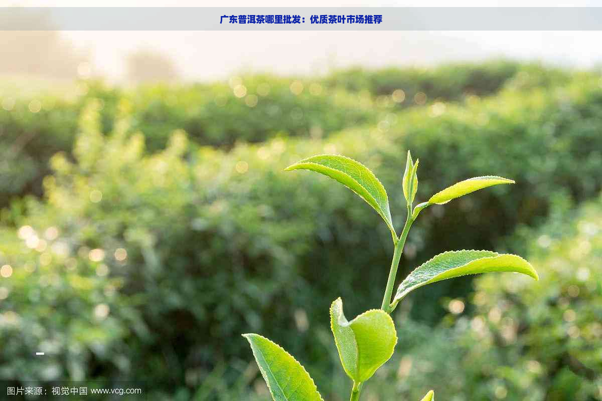 广东普洱茶哪里批发：优质茶叶市场推荐