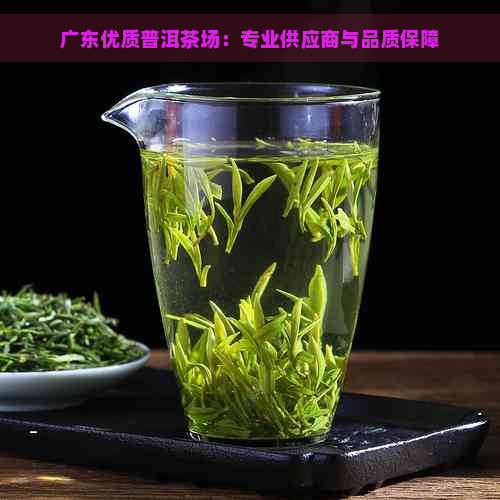 广东优质普洱茶场：专业供应商与品质保障