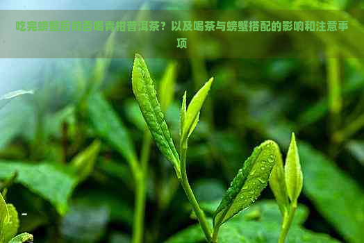 吃完螃蟹后能否喝青柑普洱茶？以及喝茶与螃蟹搭配的影响和注意事项