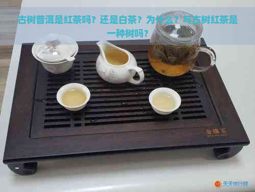 古树普洱是红茶吗？还是白茶？为什么？与古树红茶是一种树吗？