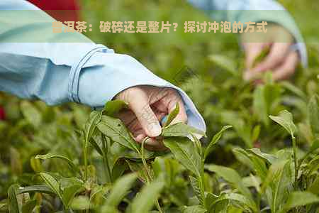 普洱茶：破碎还是整片？探讨冲泡的方式