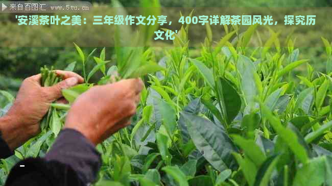 '安溪茶叶之美：三年级作文分享，400字详解茶园风光，探究历文化'