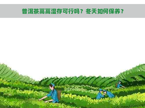 普洱茶高高湿存可行吗？冬天如何保养？