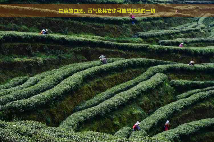 红茶的口感、香气及其它你可能想知道的一切