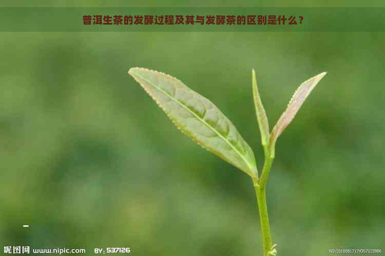 普洱生茶的发酵过程及其与发酵茶的区别是什么？