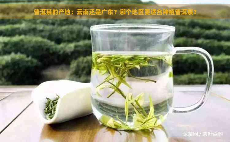 普洱茶的产地：云南还是广东？哪个地区更适合种植普洱茶？