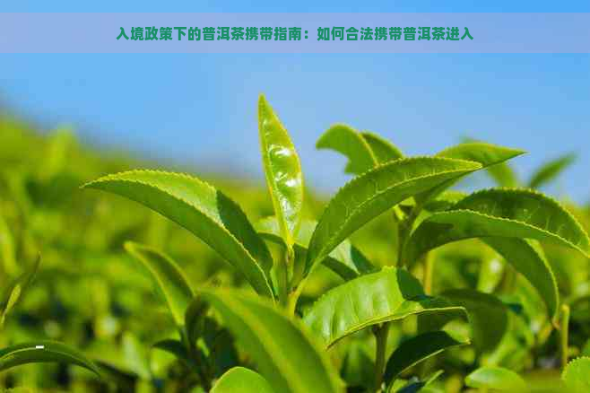 入境政策下的普洱茶携带指南：如何合法携带普洱茶进入