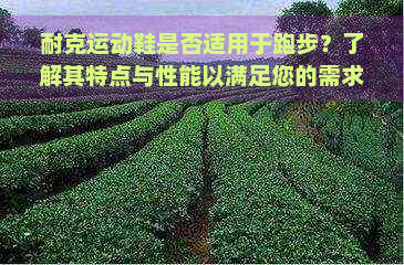 耐克运动鞋是否适用于跑步？了解其特点与性能以满足您的需求