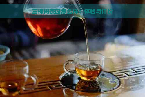 三棵树茶园怎么样：体验与评价