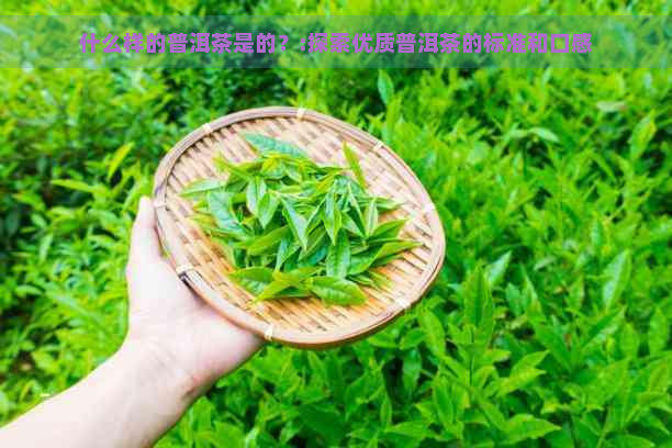 什么样的普洱茶是的？:探索优质普洱茶的标准和口感