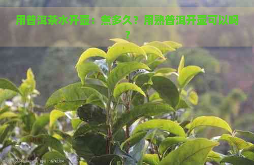 用普洱茶水开壶：煮多久？用熟普洱开壶可以吗？