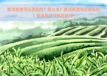 普洱茶渣可以浇花吗？怎么浇？普洱茶渣可以养花吗？普洱茶渣可做花肥吗？