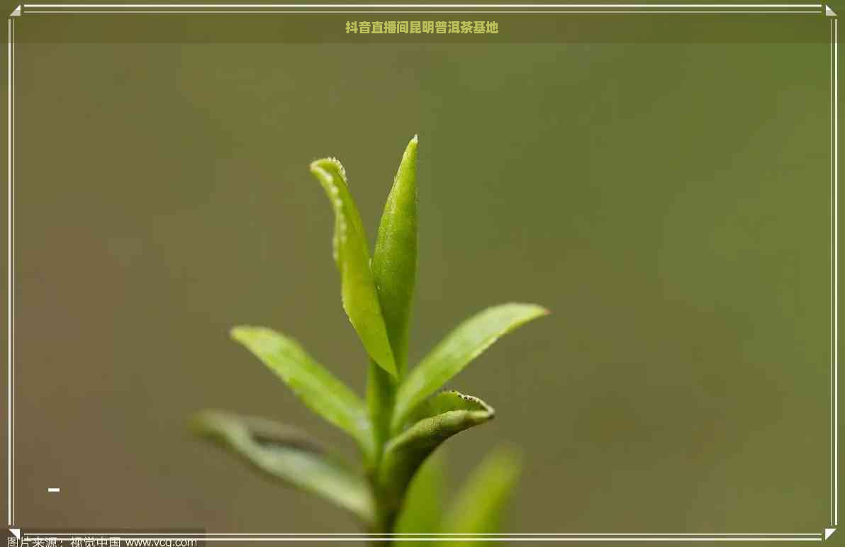 抖音直播间昆明普洱茶基地