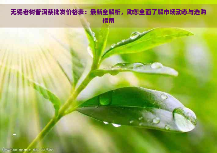 无锡老树普洱茶批发价格表：最新全解析，助您全面了解市场动态与选购指南