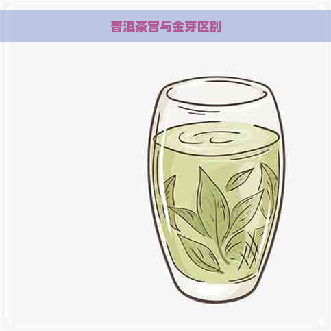 普洱茶宫与金芽区别